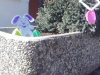 koona_cisto_zadnji_utrinki_202041