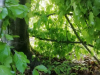 korona_kd_8_9r_202049