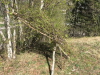 korona_kd_8_9r_202058