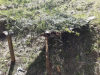 korona_kd_8_9r_202059
