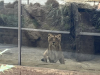 ND_7r_ZOO_202533