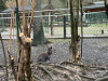 ND_7r_ZOO_202538