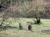 ND_7r_ZOO_202540