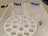 ND_9r_Mikrobiologija-biotehnologija_202526