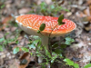 Planinci_Lubnik_202534