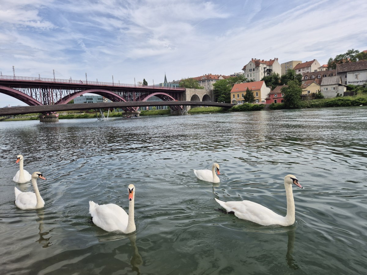 Planinci_Zakljucni-pohod_Pohorje-Maribor_202632